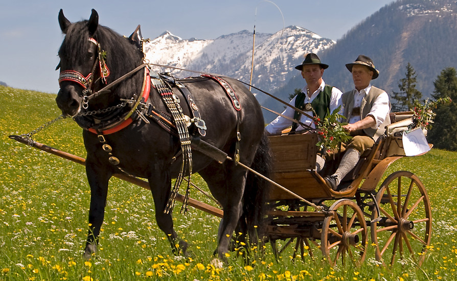 Image result for clydesdale horses pulling a wagon